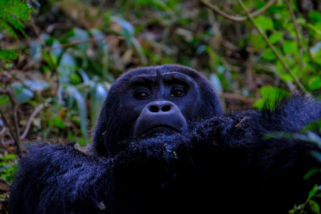 Gorilla Trekking Special